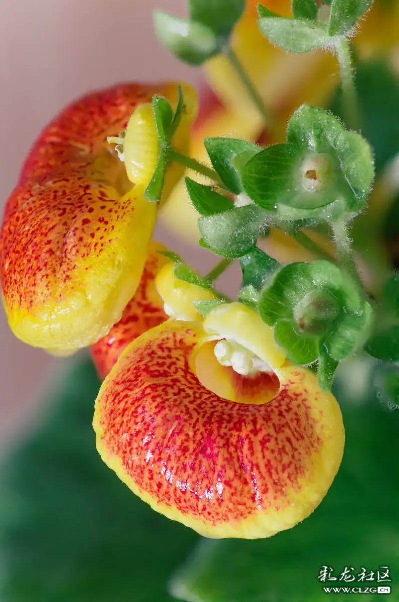 争奇斗艳的荷包花