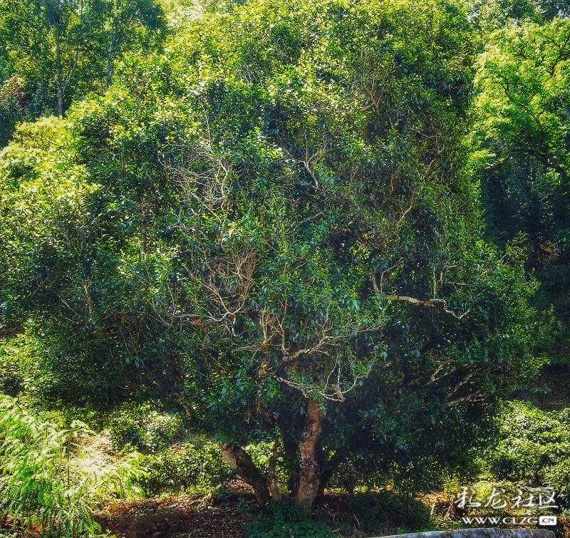 临沧秘境茶山行