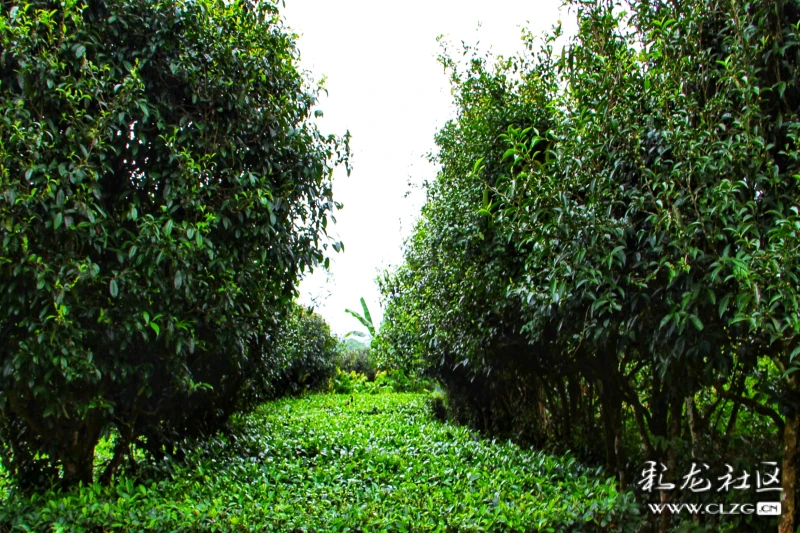 临沧秘境茶山行