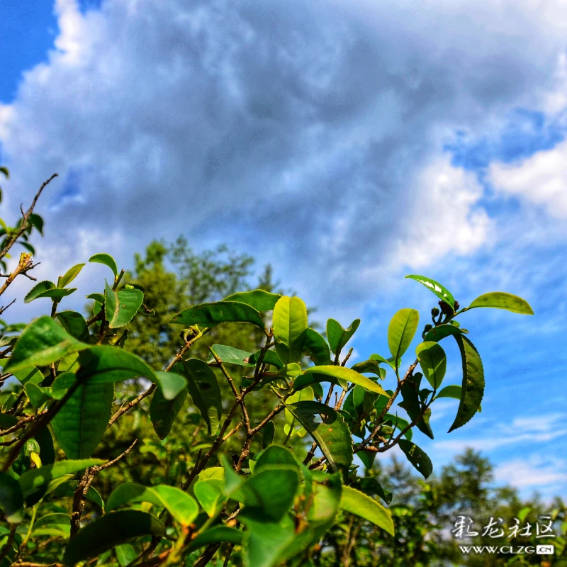 临沧秘境茶山行