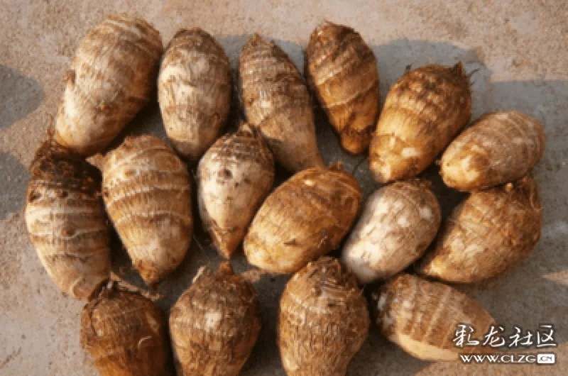 百味人生菜市场