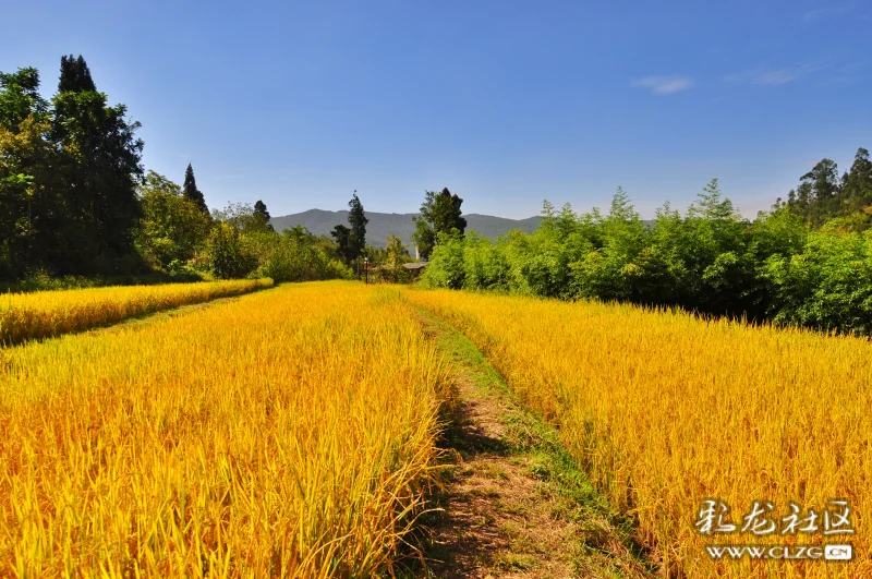 最美的色彩丰收的景象