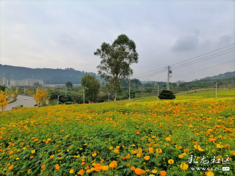约吧40余亩万寿菊竞相开放赏安宁温泉花海正当时