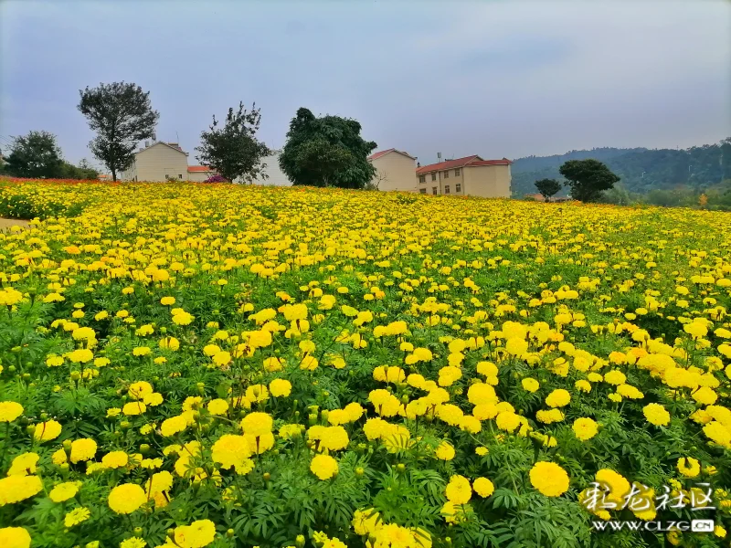 40余亩万寿菊竞相开放,赏安宁温泉花海正当时.
