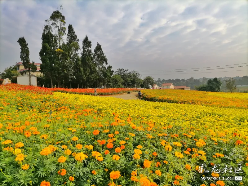 40余亩万寿菊竞相开放,赏安宁温泉花海正当时.