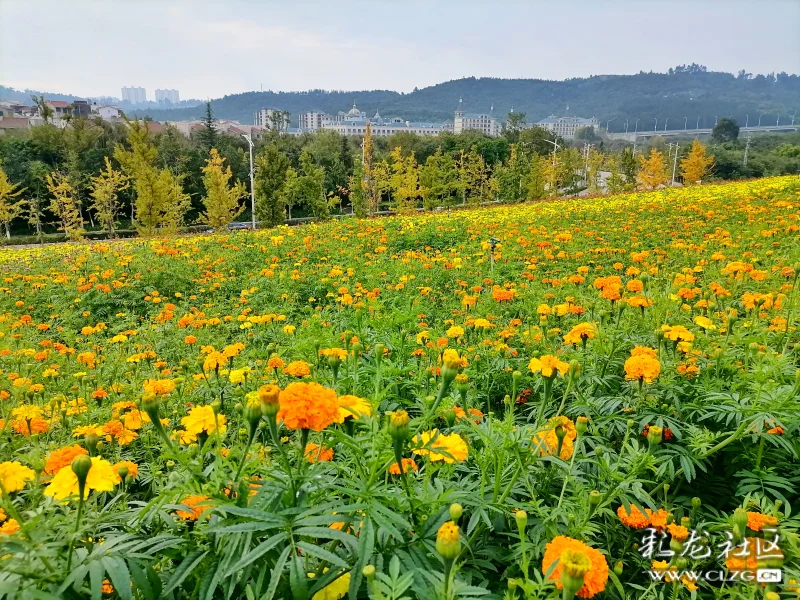 约吧40余亩万寿菊竞相开放赏安宁温泉花海正当时