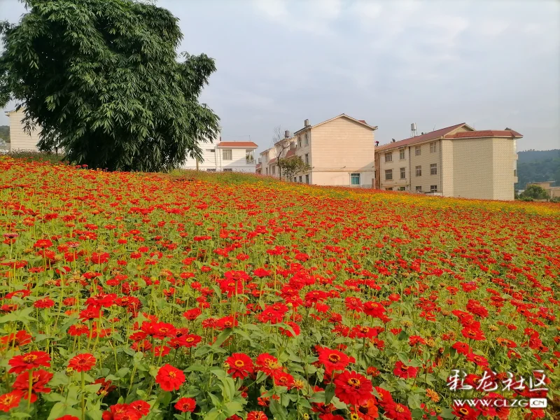 40余亩万寿菊竞相开放,赏安宁温泉花海正当时.