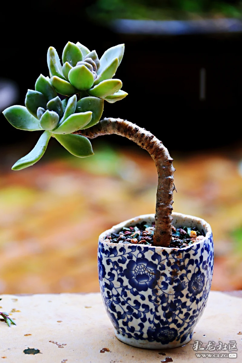 多肉小型盆景图片 clzg_content&clzg_scale=1365,2048