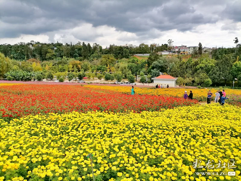 最美的秋天花海