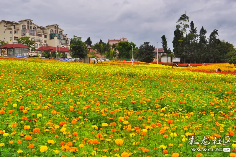 我在安宁温泉珍泉花海等你
