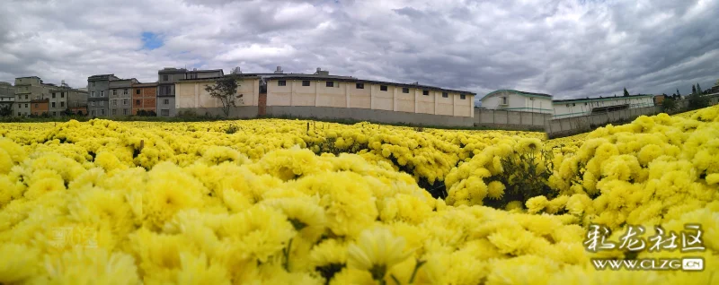 矣草村菊花成海清香四溢