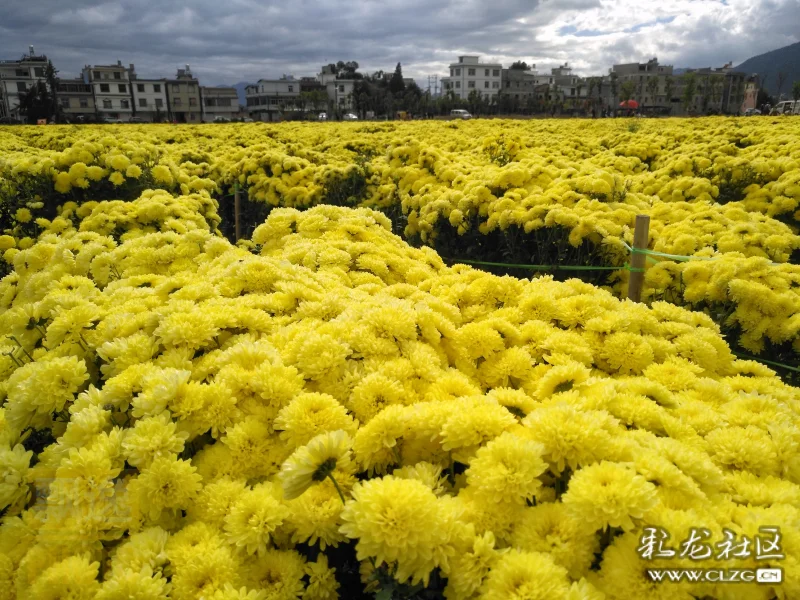 矣草村菊花成海清香四溢