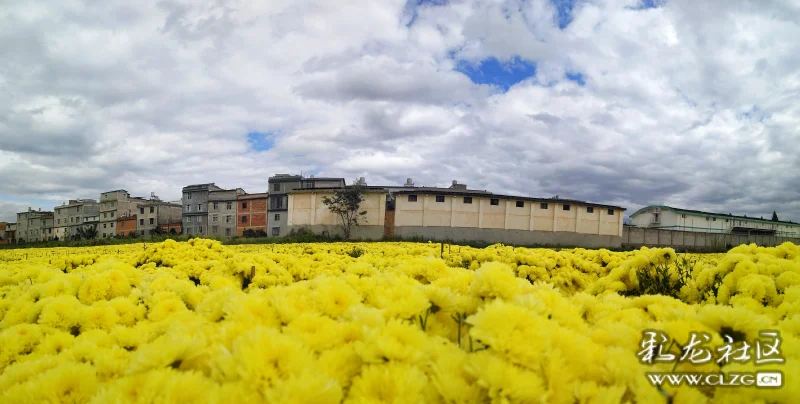 矣草村菊花成海清香四溢