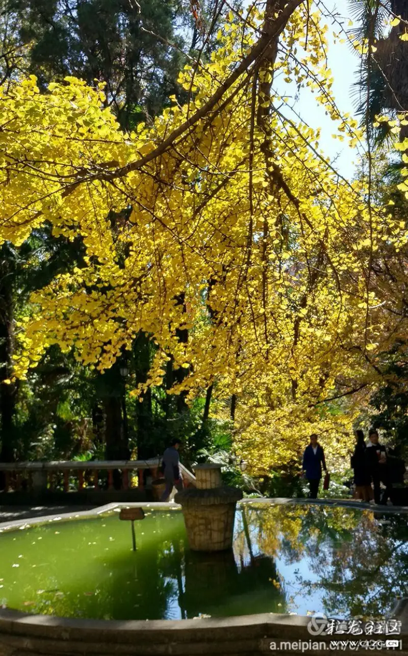 金色秋天美如画图片 clzg_content&clzg_scale=771,1238