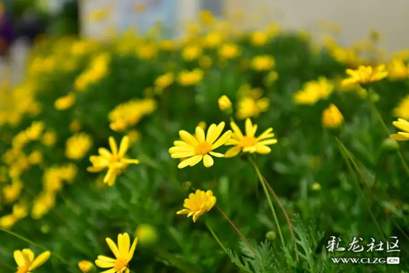 黄金菊一一这是平常最不起眼的一种小菊花在城市的