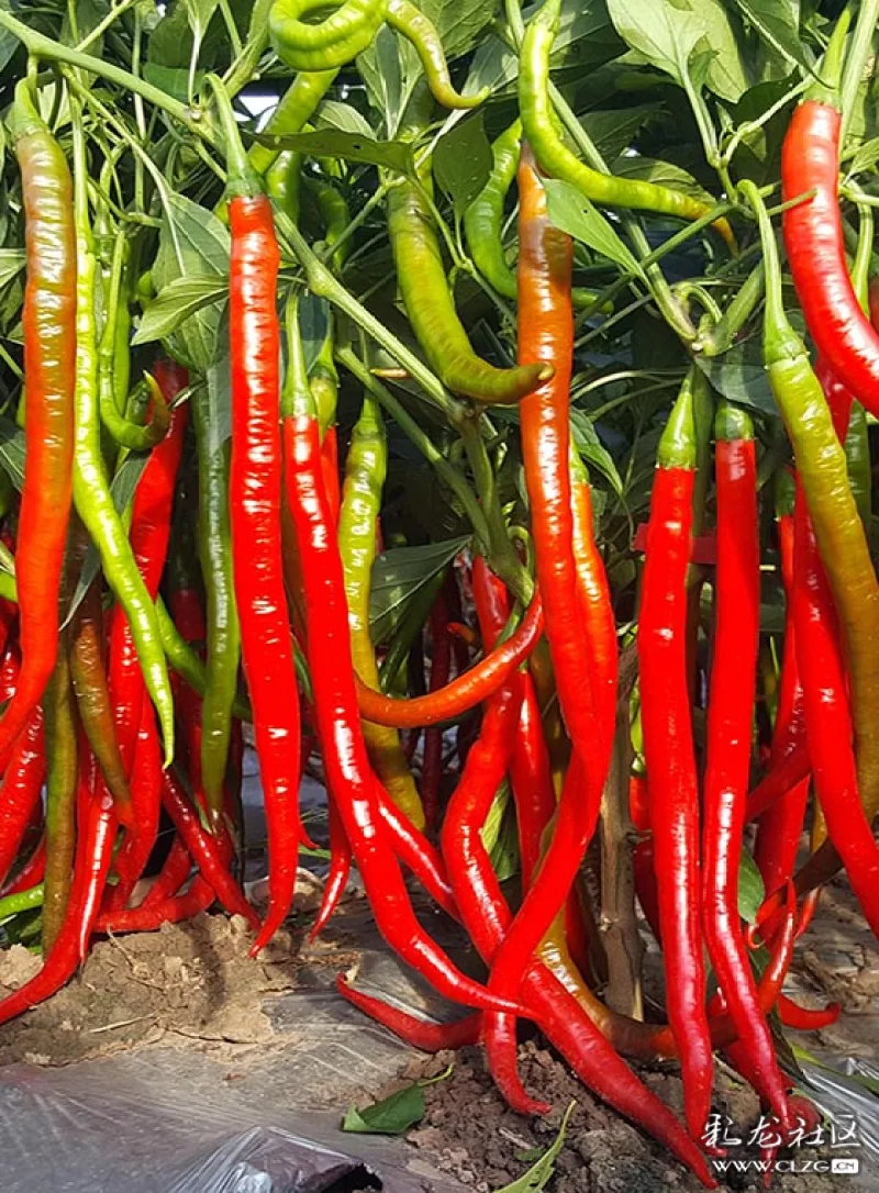 川椒种业:辣椒种植技术与管理,要懂得用科学的方法
