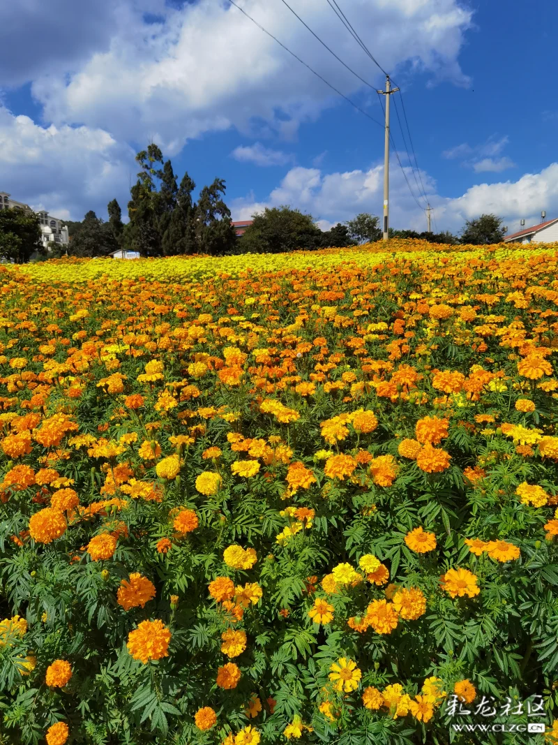 安宁温泉珍泉村花海