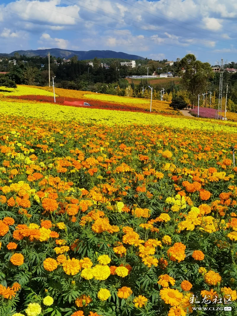 安宁温泉珍泉村花海