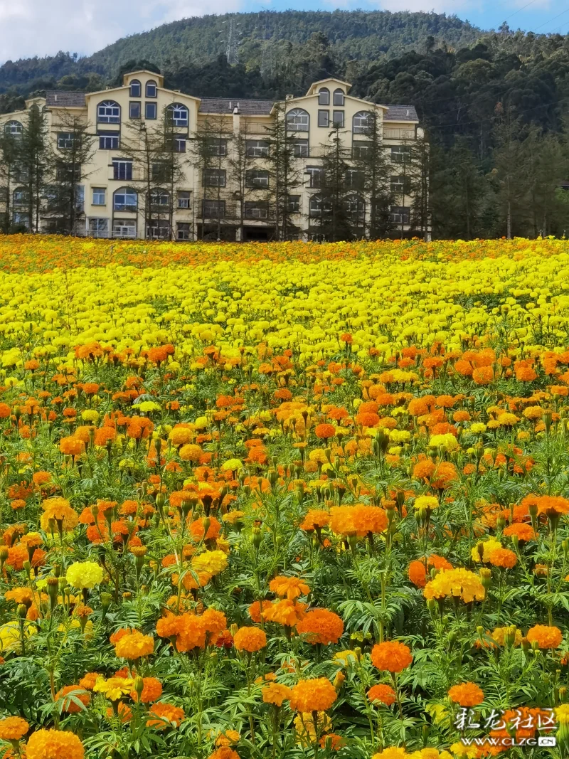 安宁温泉珍泉村花海