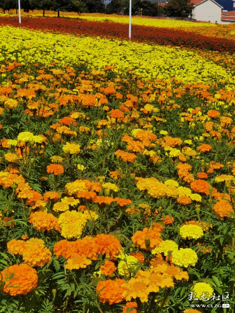 安宁温泉珍泉村花海
