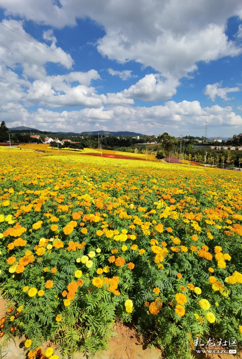 安宁温泉珍泉村花海
