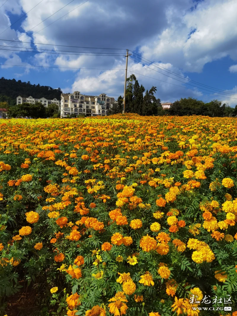 安宁温泉珍泉村花海