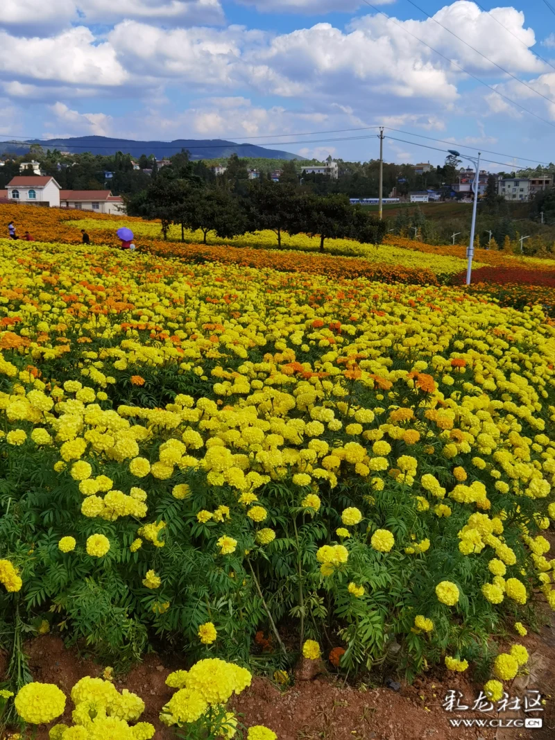 安宁温泉珍泉村花海