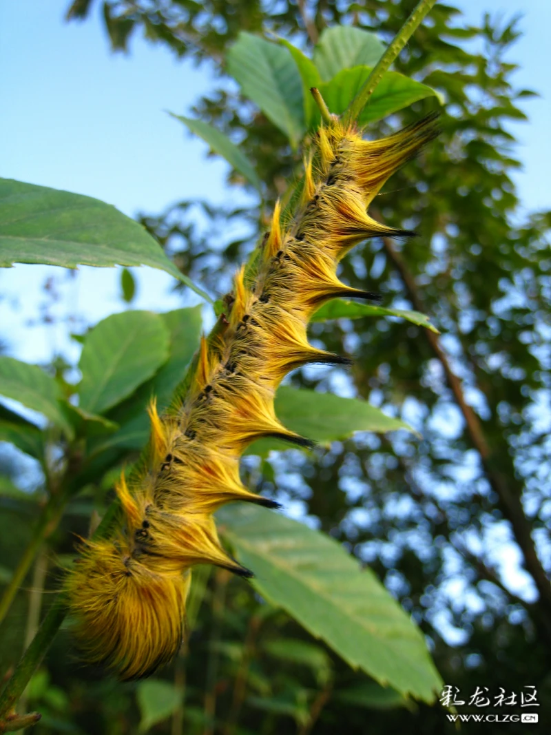 巨型毛毛虫