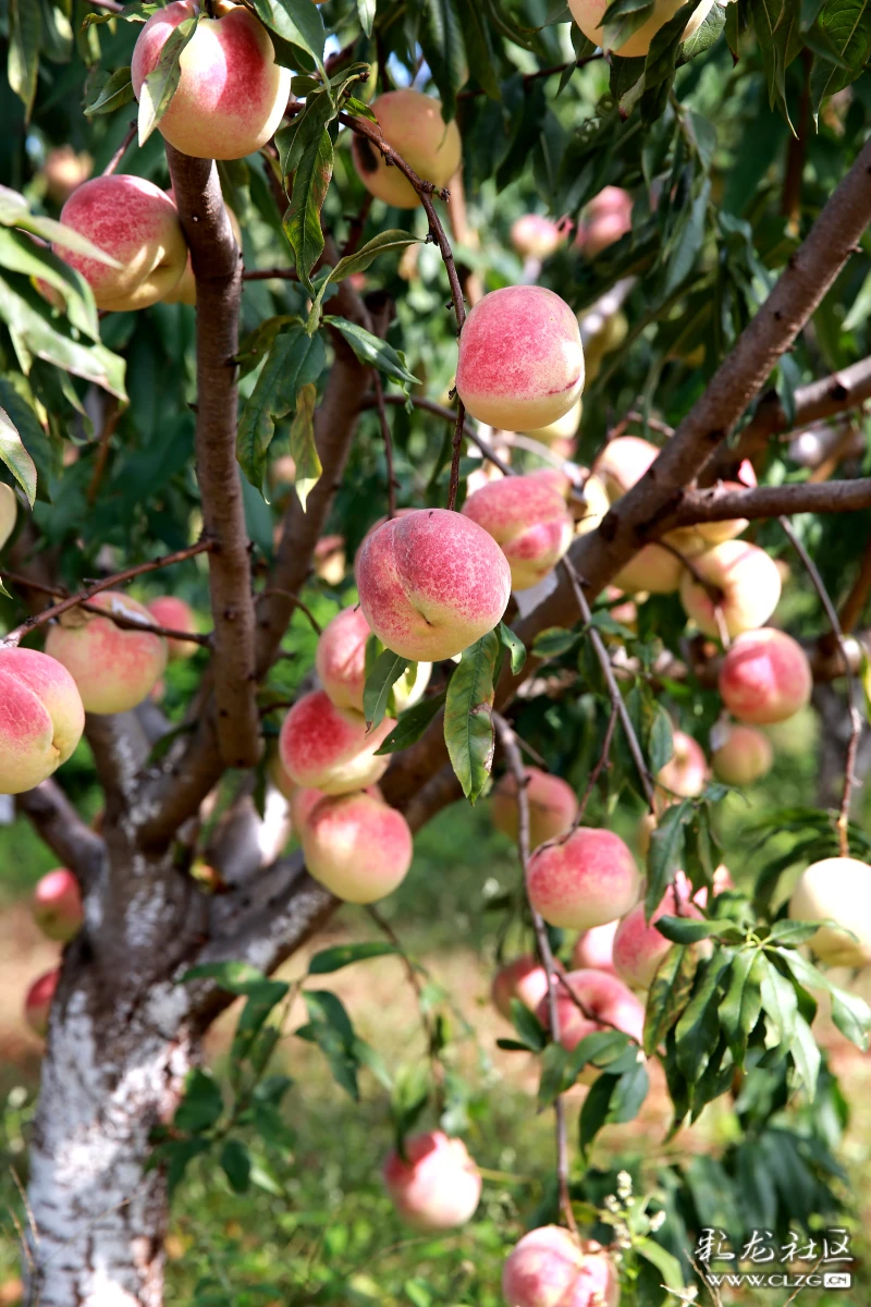 走进桃园,满园的桃子映入眼帘,宛若一场"蟠桃盛会"即将在此拉启