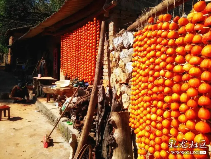 美丽,乡间屋舍柿子红透天,一幅金色画卷在西泽乡的田野土地上铺陈开来