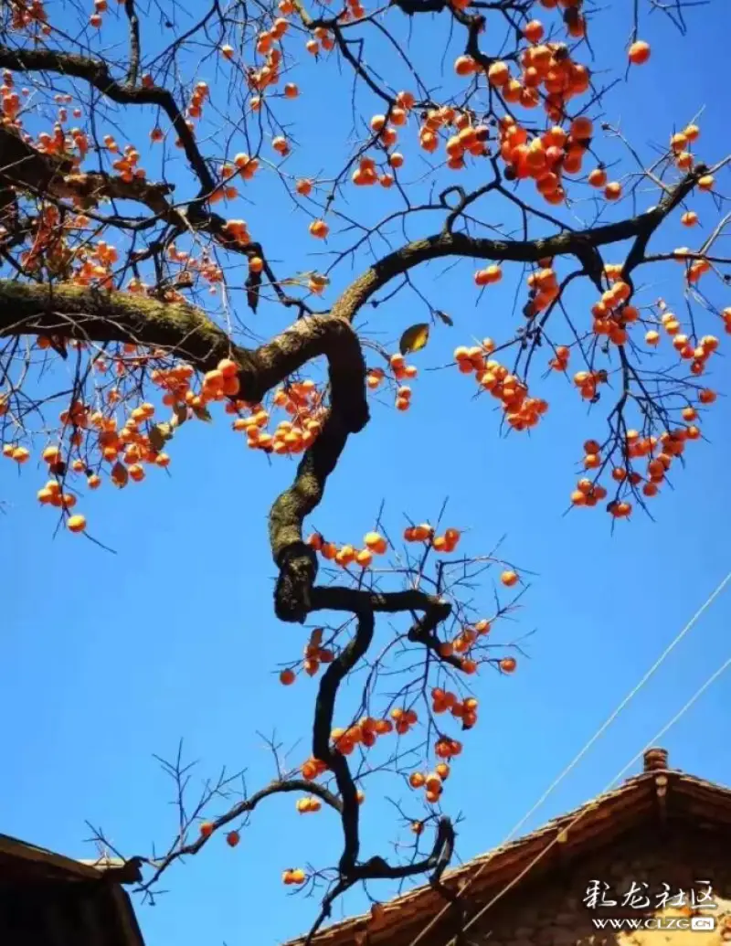 美丽,乡间屋舍柿子红透天,一幅金色画卷在西泽乡的田野土地上铺陈开来