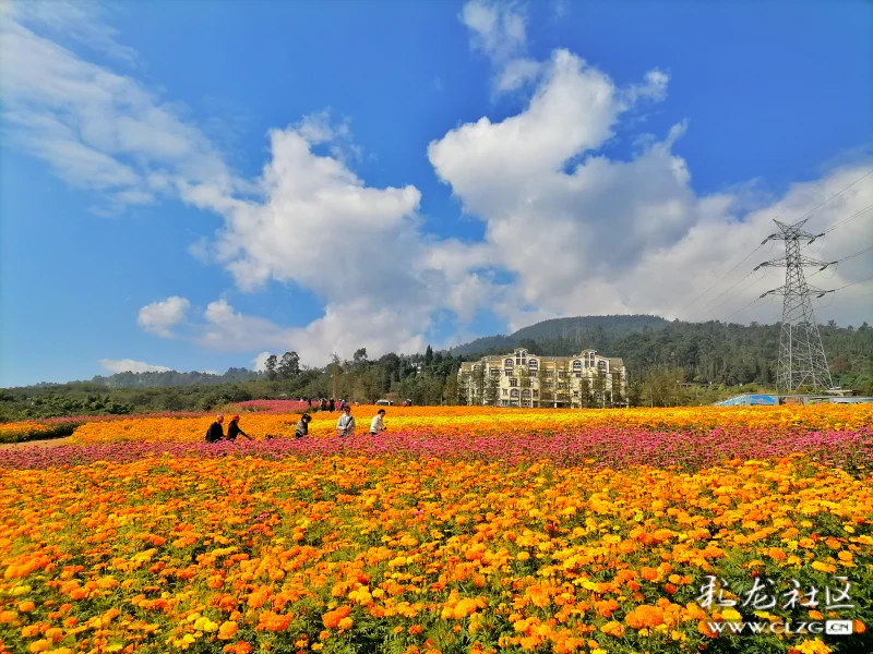 鮮花盛開的村莊