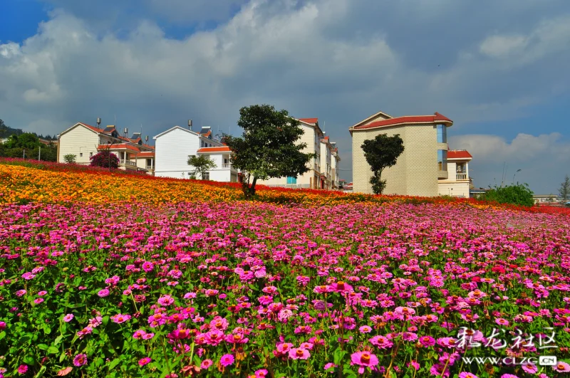 鲜花盛开的村庄