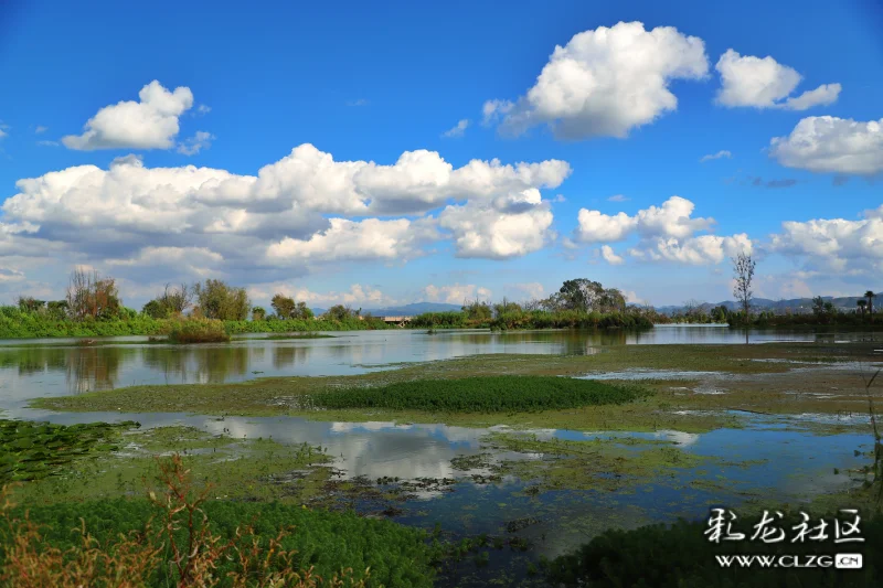 南滇池湿地原生态的美
