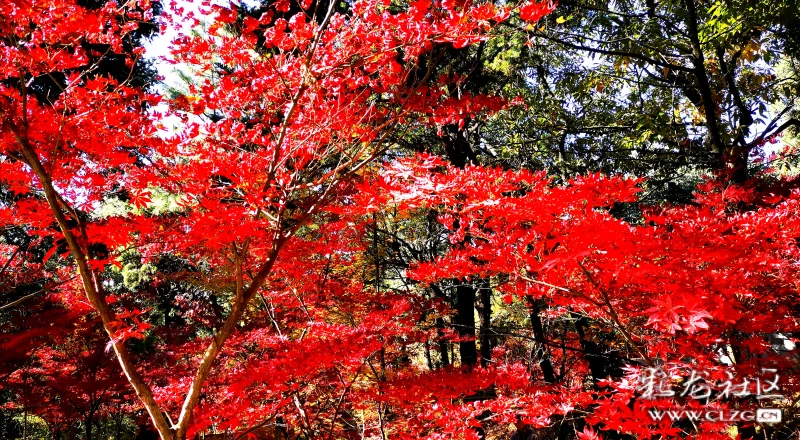 满山红叶似彩霞简谱_满山红叶似彩霞图片(3)