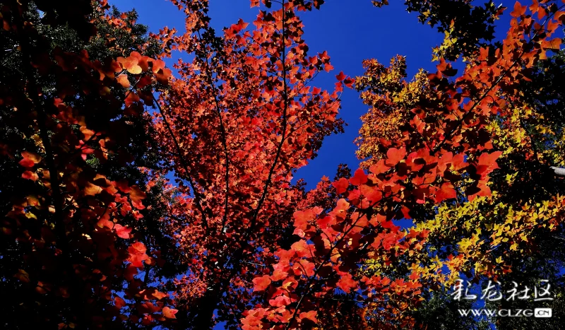 满山红叶似彩霞简谱_满山红叶似彩霞图片(3)