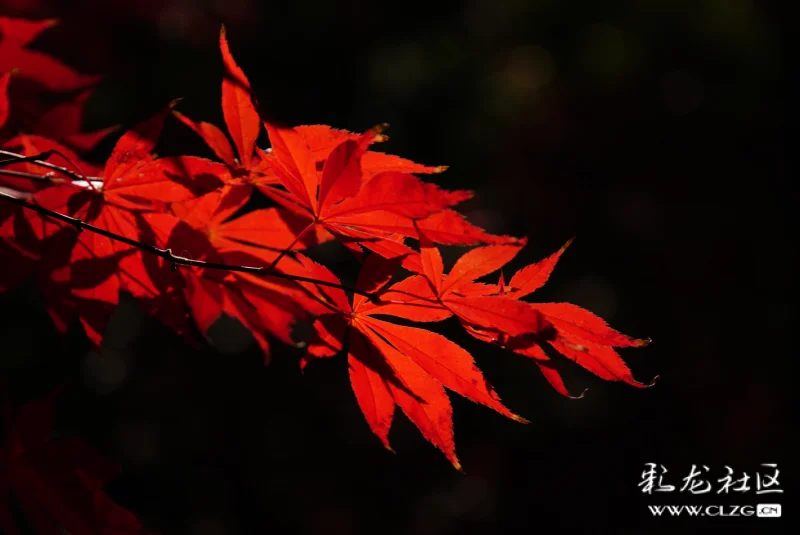 满山红叶似彩霞简谱_满山红叶似彩霞图片(2)