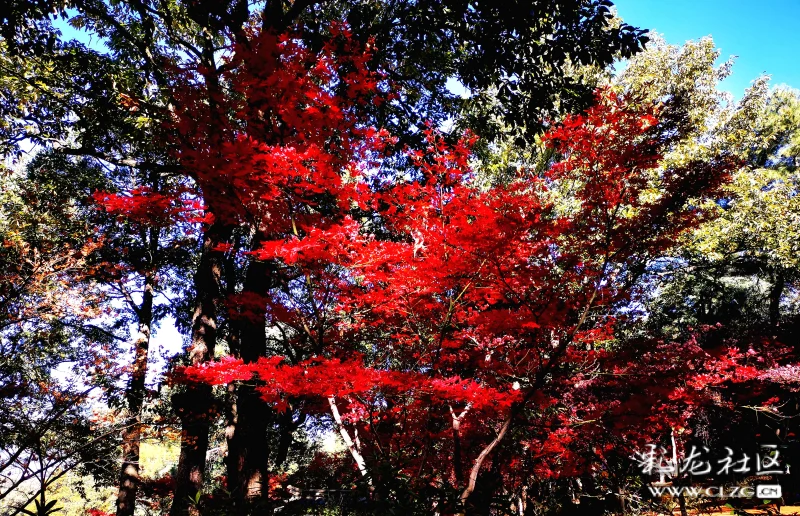 满山红叶似彩霞简谱_满山红叶似彩霞图片(3)