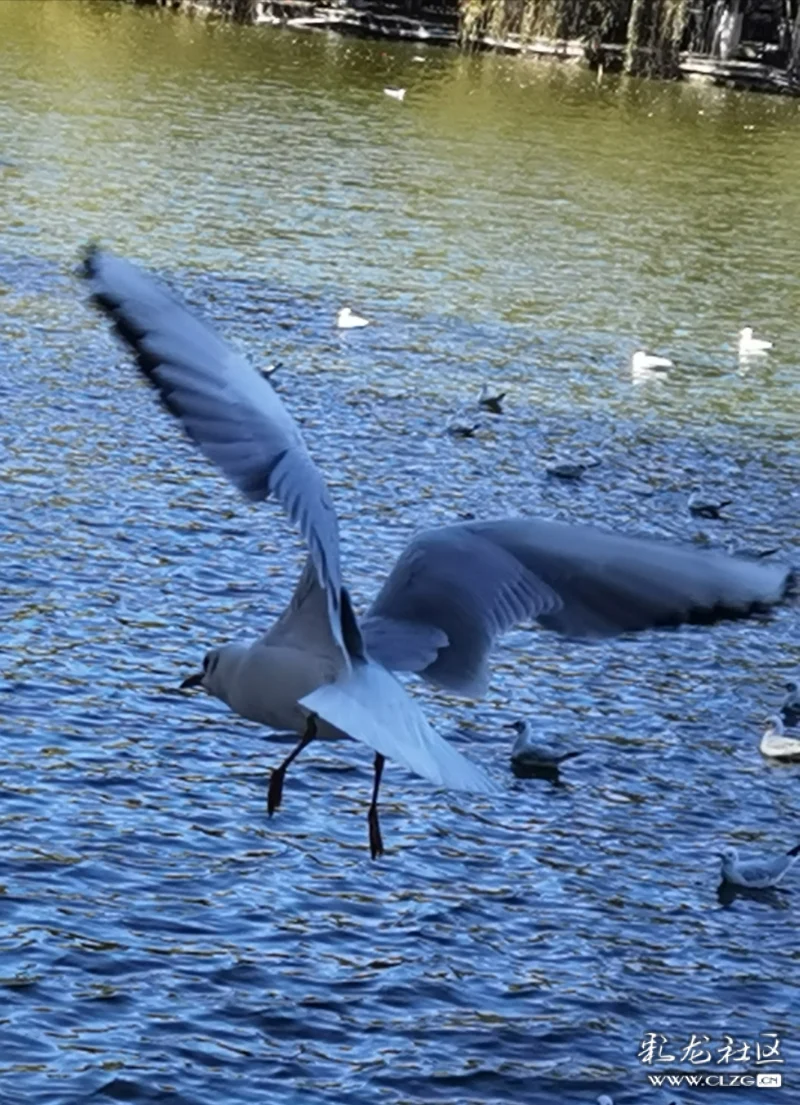 游泳,嬉戏,觅食,低空飞翔,翱翔娇姿靓丽,多消遥不知倦,潇洒多自由