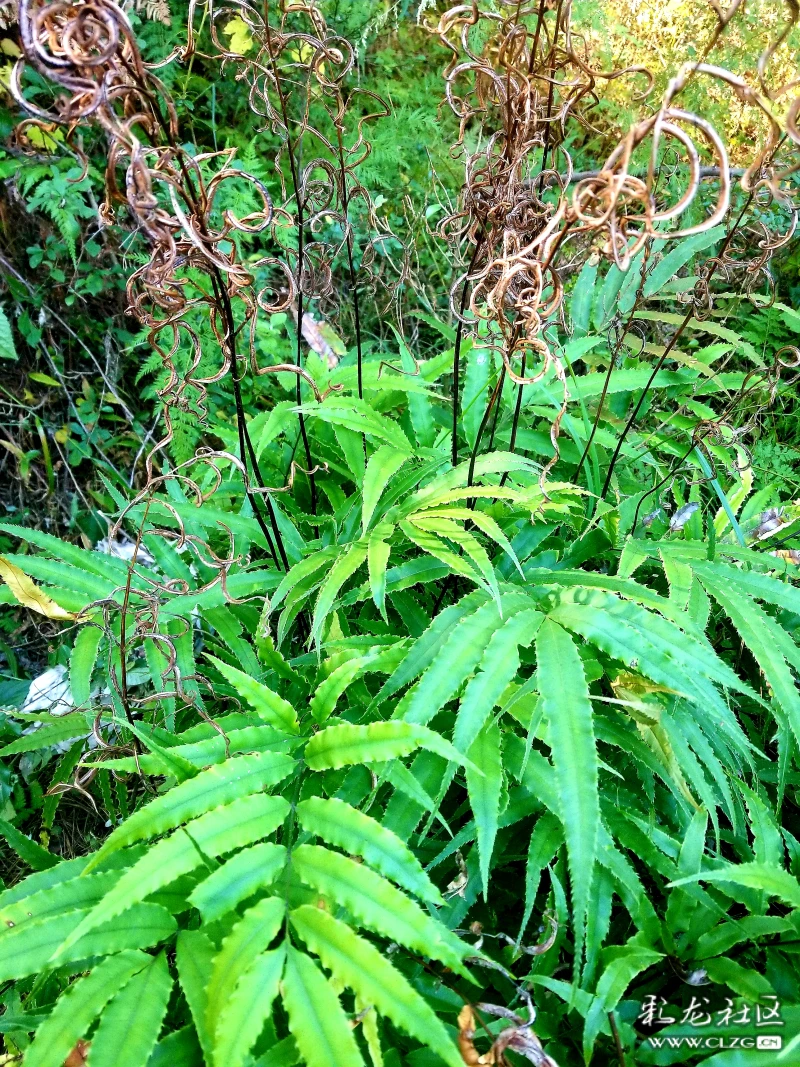 心伤的痛,百转千回啼泣声声重,腥火血浓,红尘惆怅莫名茫然中,奈何桥上