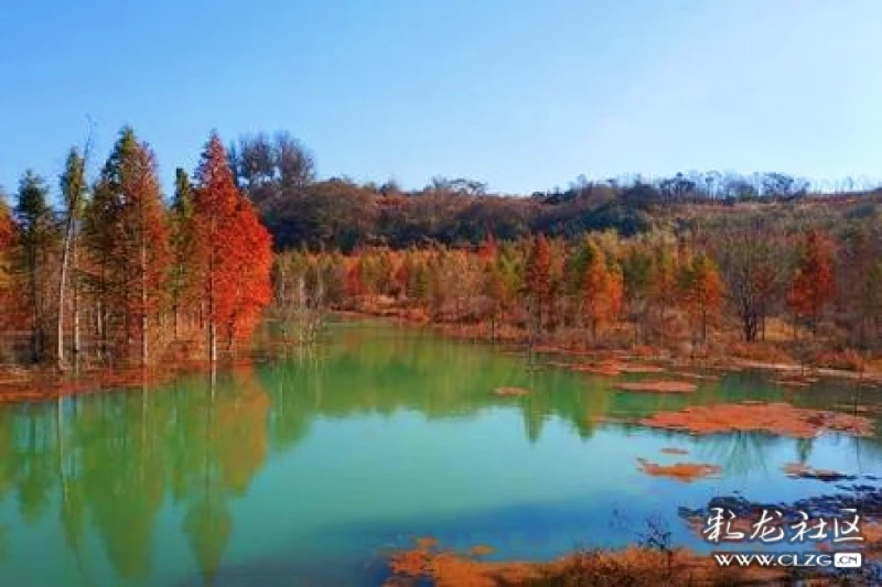 七绝·甸尾水杉红了