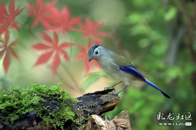 打鳥季藍翅希鶥攝於昆明黑龍潭公園