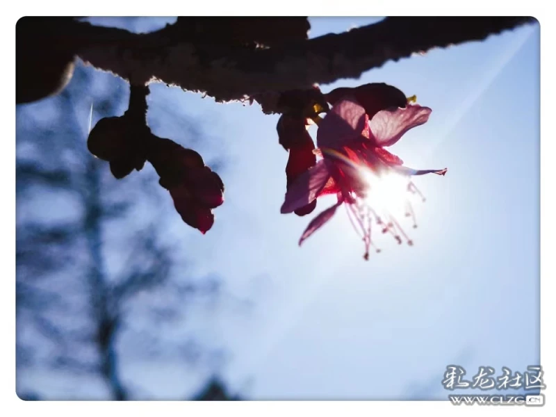 蜂鸟视频免费在线观看完整版 clzg_content&clzg_scale=1000,750