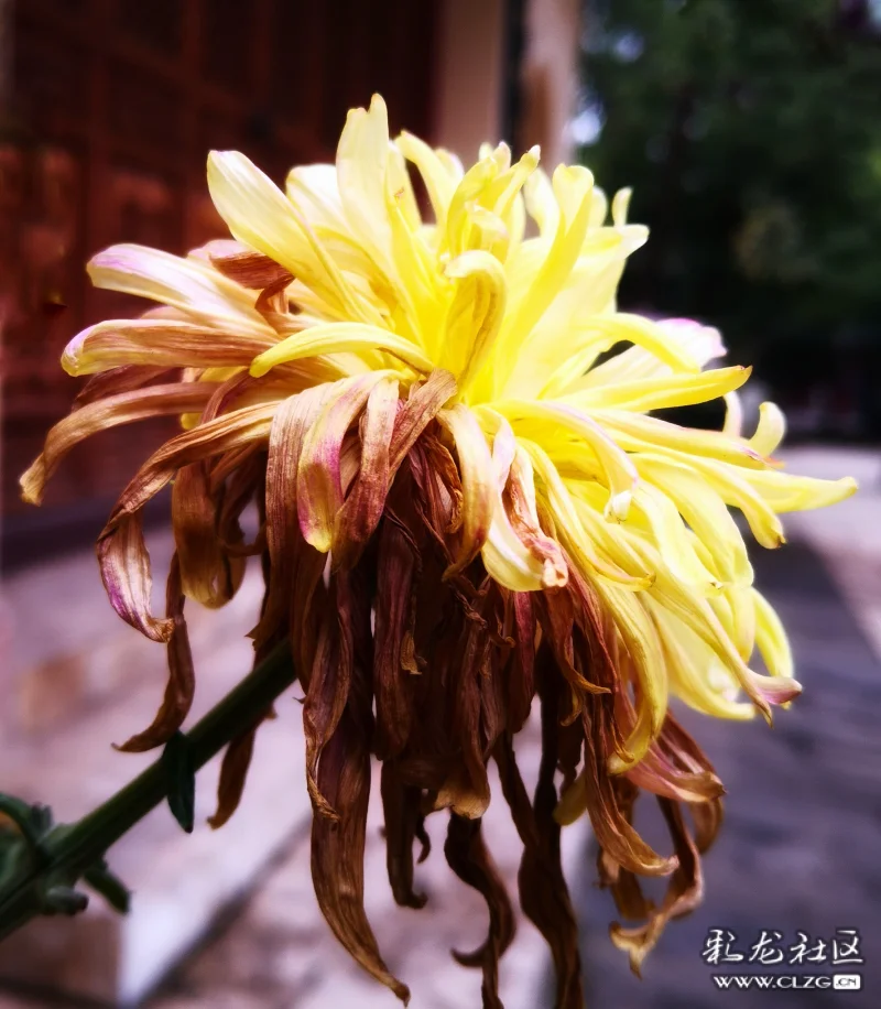 残菊芳华逝去风韵犹存