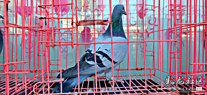 信鸽品种大类 clzg_content&clzg_scale=1152,532