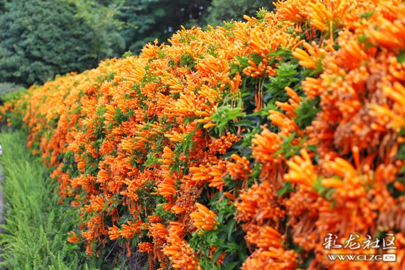 春未至花已开红红火火炮仗花