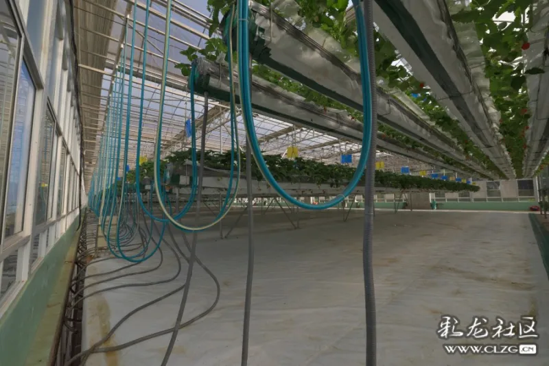 呈贡伟诚农业空中草莓种植采风