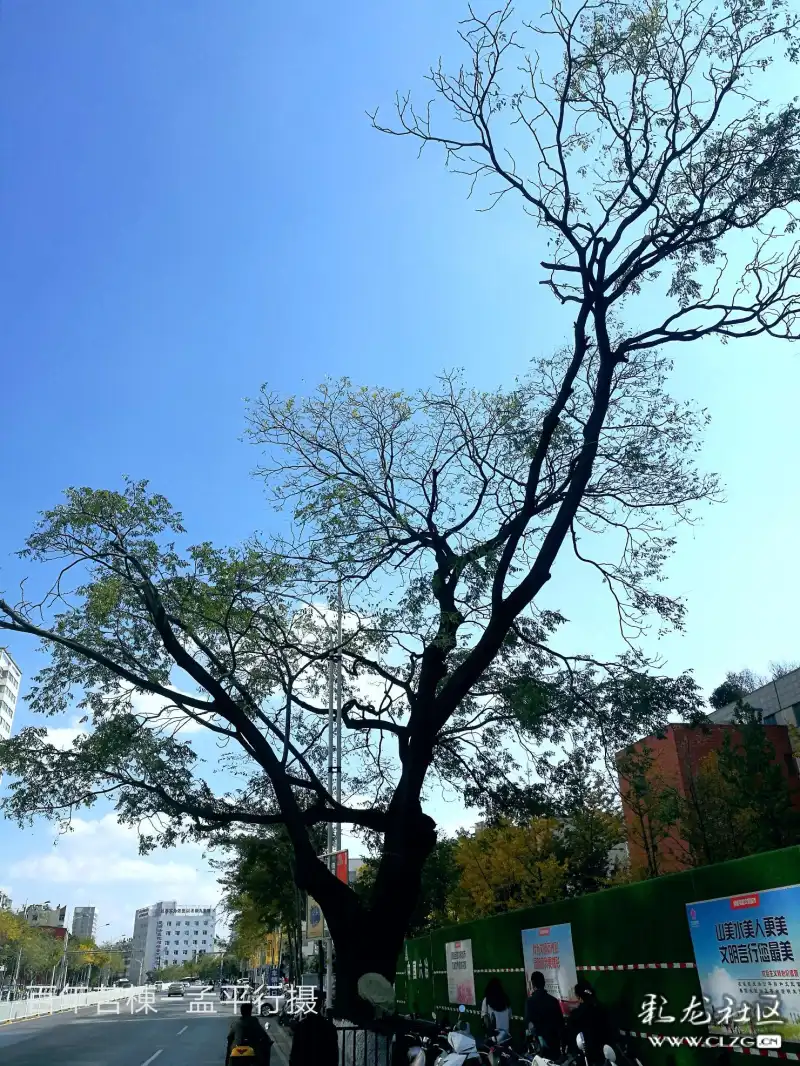 昆明滇缅大道有一棵罕见的跨越百年的高龄苦栋