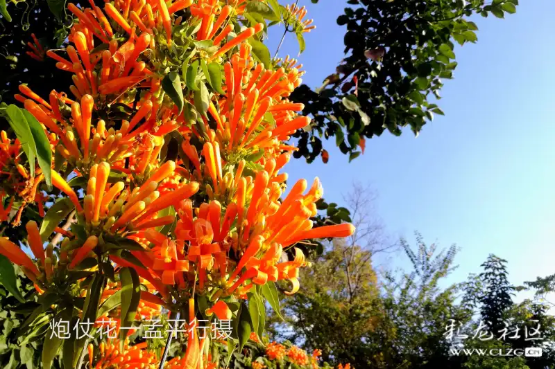 火紅炮仗花喜慶映吉祥