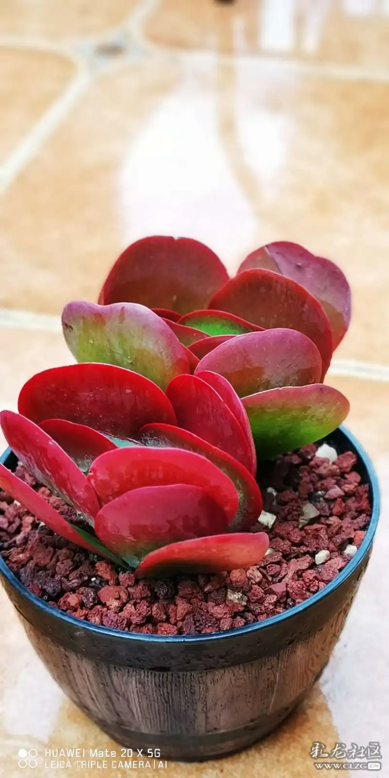 降温以后多肉唐印的状态美不美你说了算